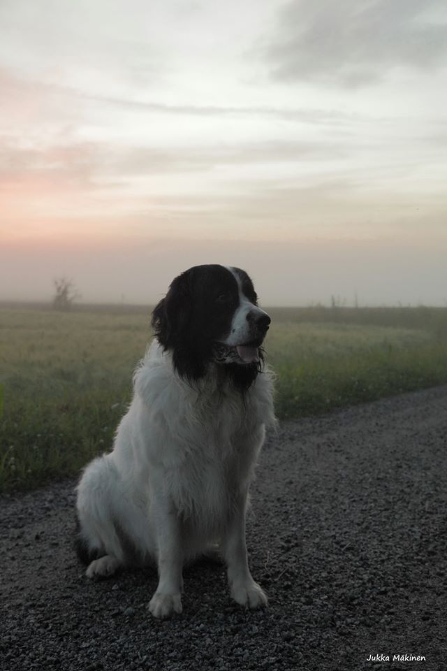 Elvis